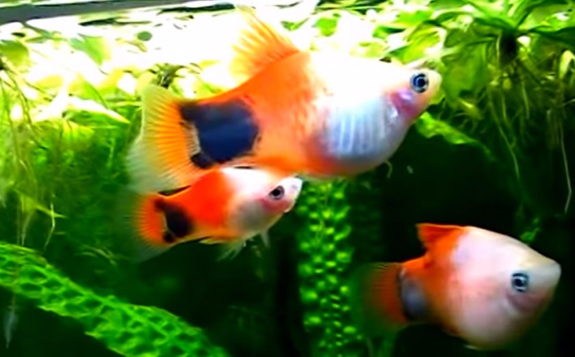 Пецилия Микки Маус Пецилия Микки Маус