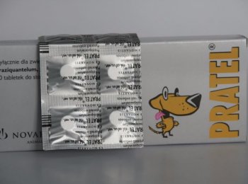 Как правильно давать «Прател» котам, кошкам и котятам от глистов