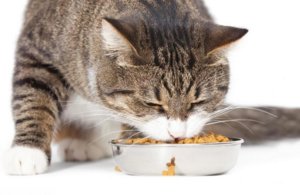 Корм для кошки