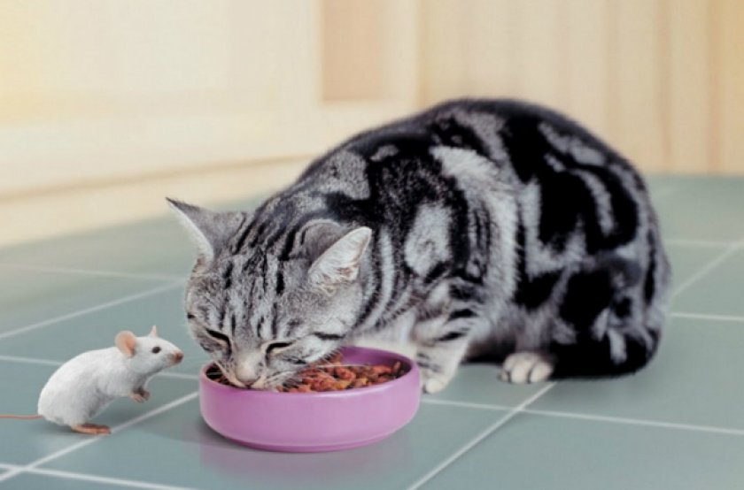 Кошка кушает корм