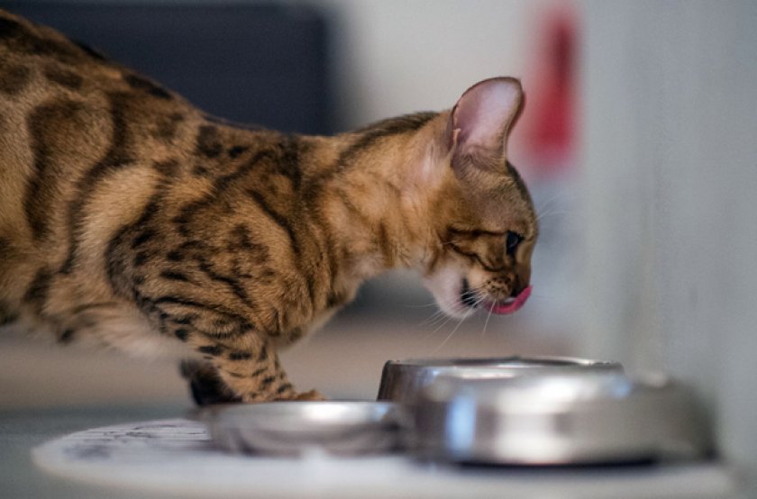 Питание кошки