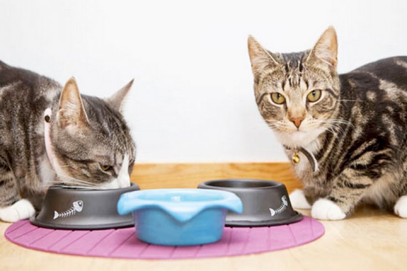 Кошки кушают корм