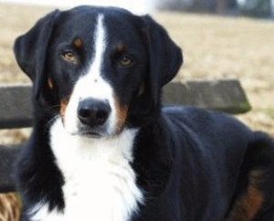 Аппенцеллер