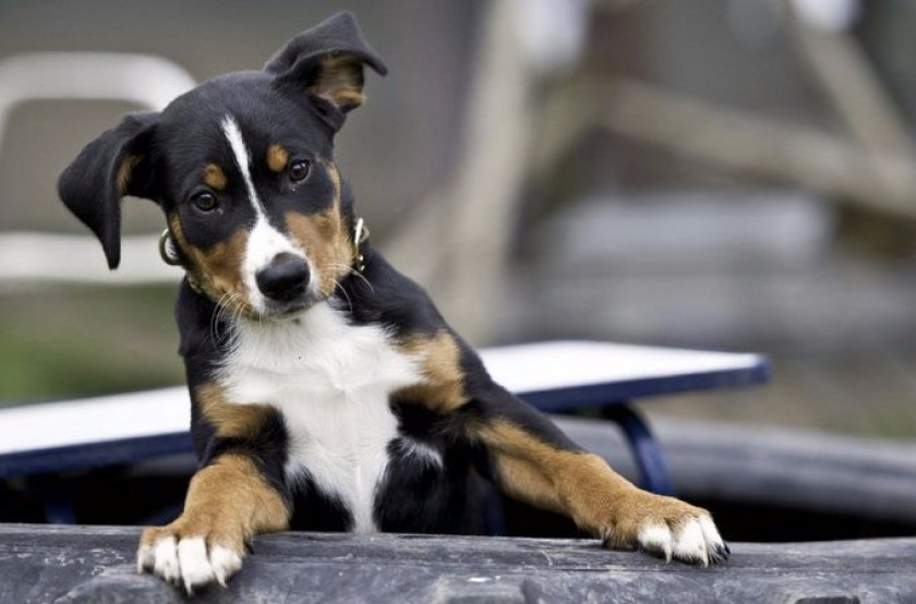 Апенцеллер зенненхунд