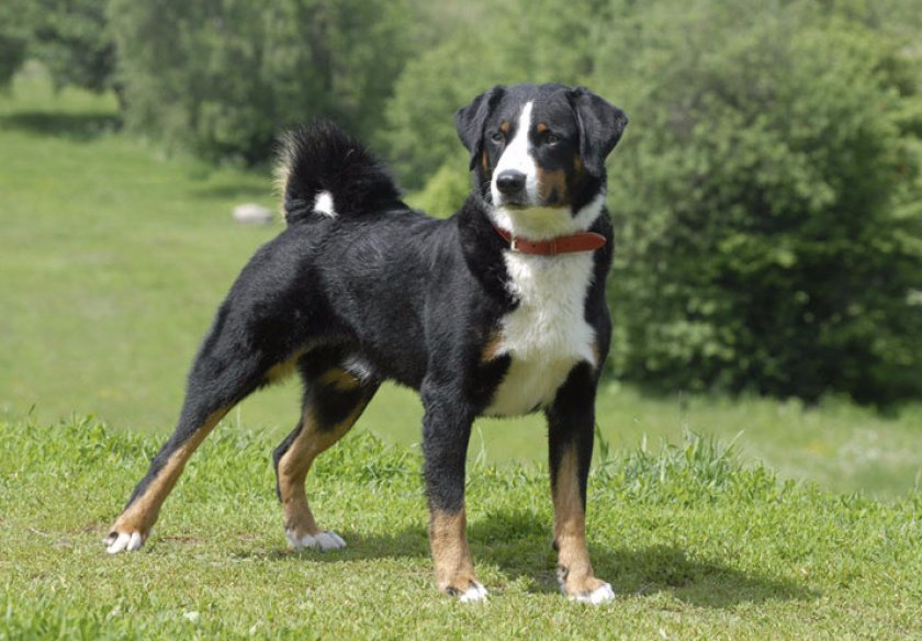 Апенцеллер зенненхунд