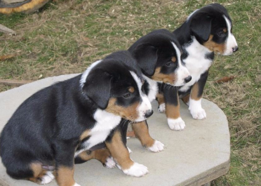 Щенки апенцеллер зенненхунда
