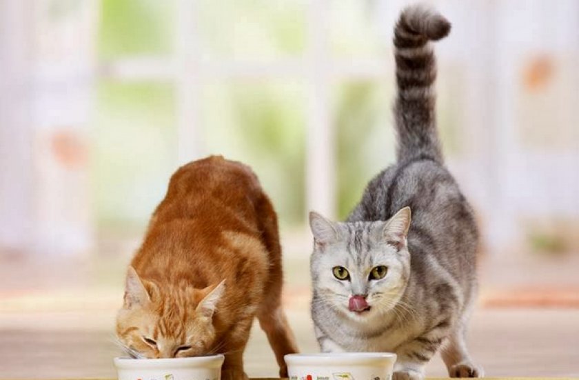 Кошки кушают корм