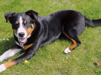 Дрессировка и питание зенненхунда