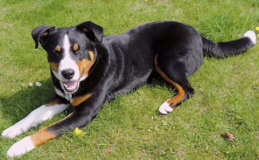 Cобака породы апенцеллер зенненхунд