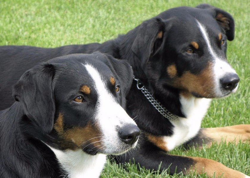 Апенцеллер зенненхунд