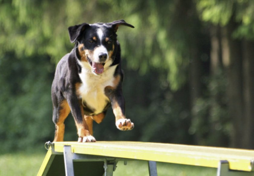 Зенненхунд