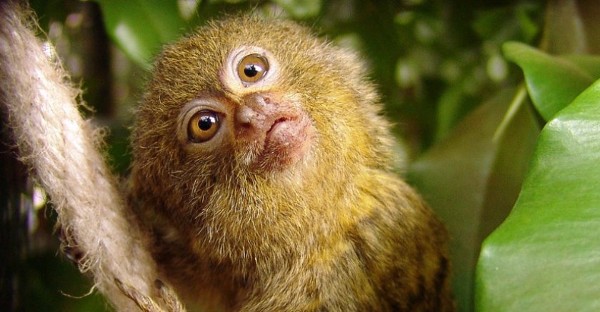 мармозетка золотистая мармозетка золотистая