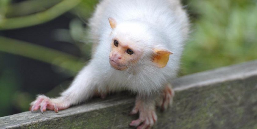 мармозетка серебристая мармозетка серебристая