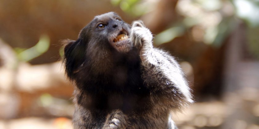 мармозетка черноухая мармозетка черноухая