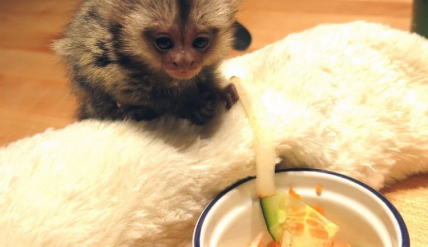 Питание Питание