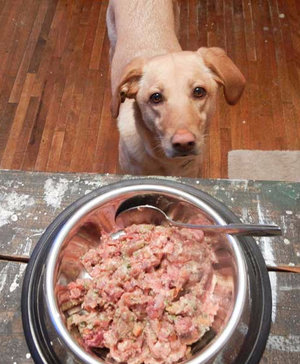 Питание собак Питание собак