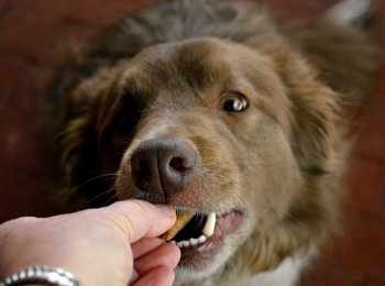 Что такое холистик, и как выбрать качественный корм для своей собаки