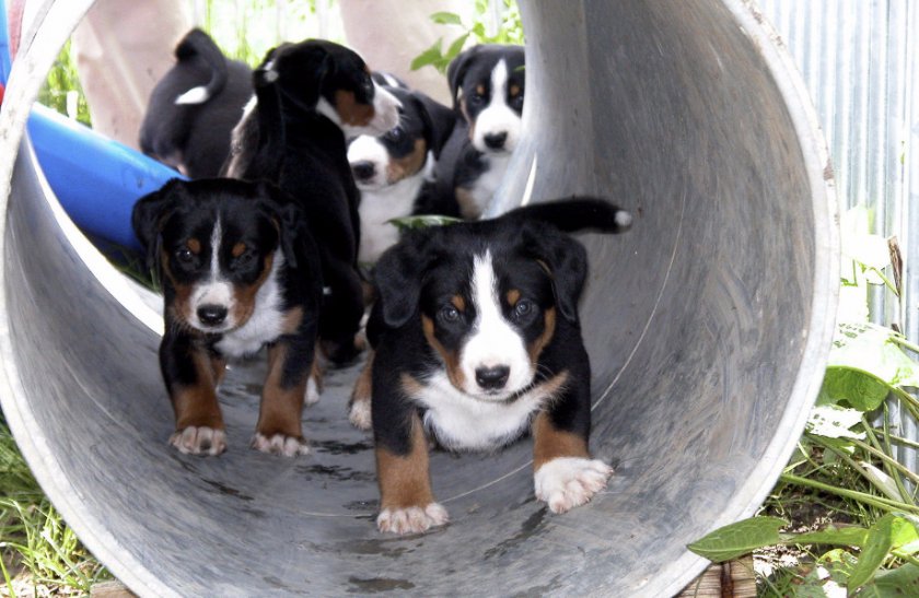 Апенцеллер зенненхунд