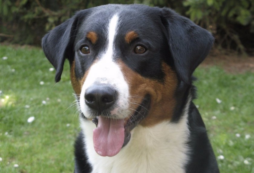 Апенцеллер зенненхунд