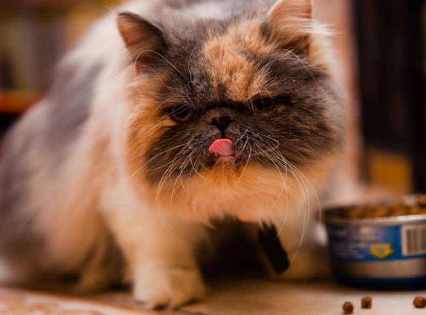 корме для кошек «Акана»