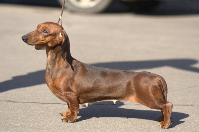 Карликовая такса