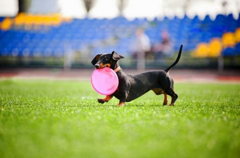 Карликовая такса