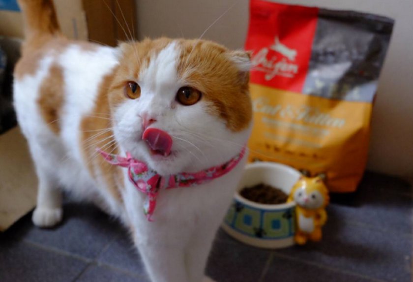 корме для кошек «Акана»