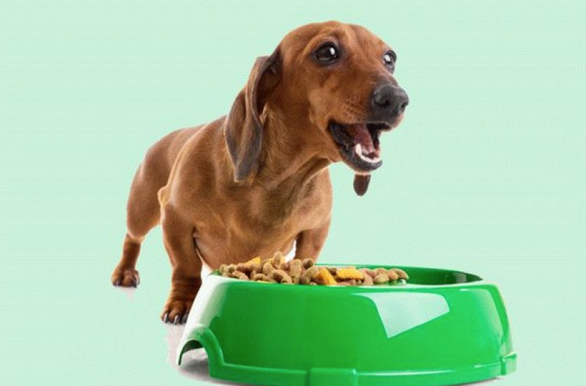 Питание таксы