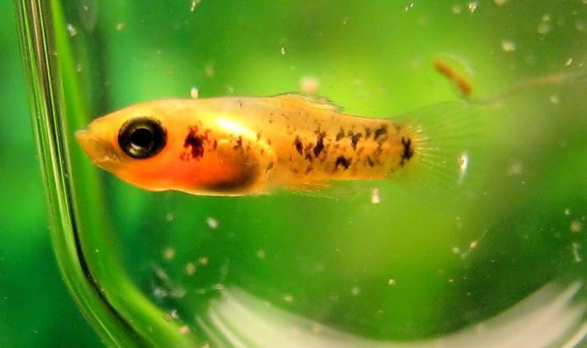 Малек Малек