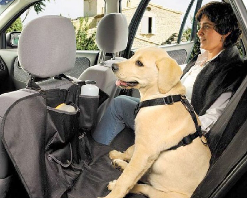 Как перевозятся крупные собаки. Животное в машине. Собака в машине. Перевозка для собак. Для перевозки собак в автомобиле.
