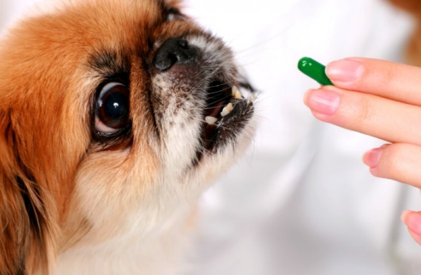 таблетки «Серения» собакам