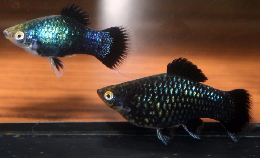 Пецилия черная Пецилия черная