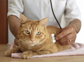 Панкреатит у кошек: что делать, чем лечить и кормить больного