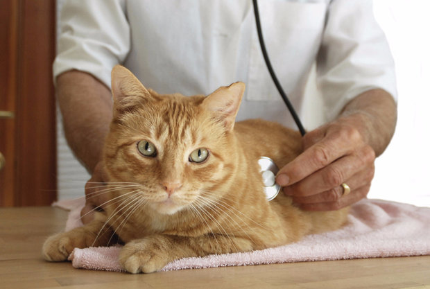 лечение панкреатита у котов в москве
