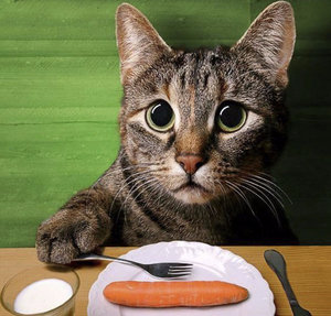 Кошка Кошка