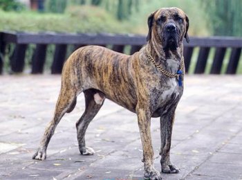 Надежный охранник крупной породы: содержание фила бразилейро