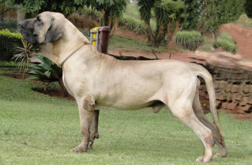 Бразильский фила