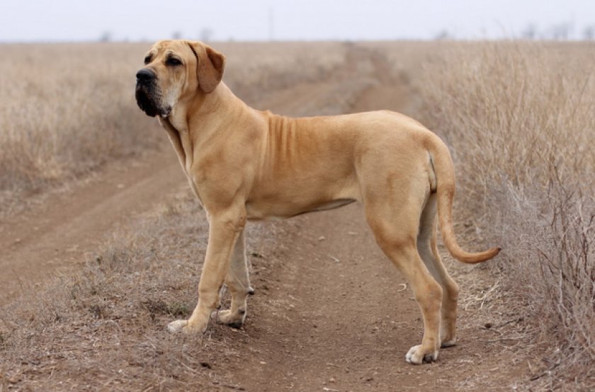 Фила бразилейро