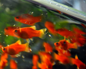 Красная кораловая пецилия Красная кораловая пецилия