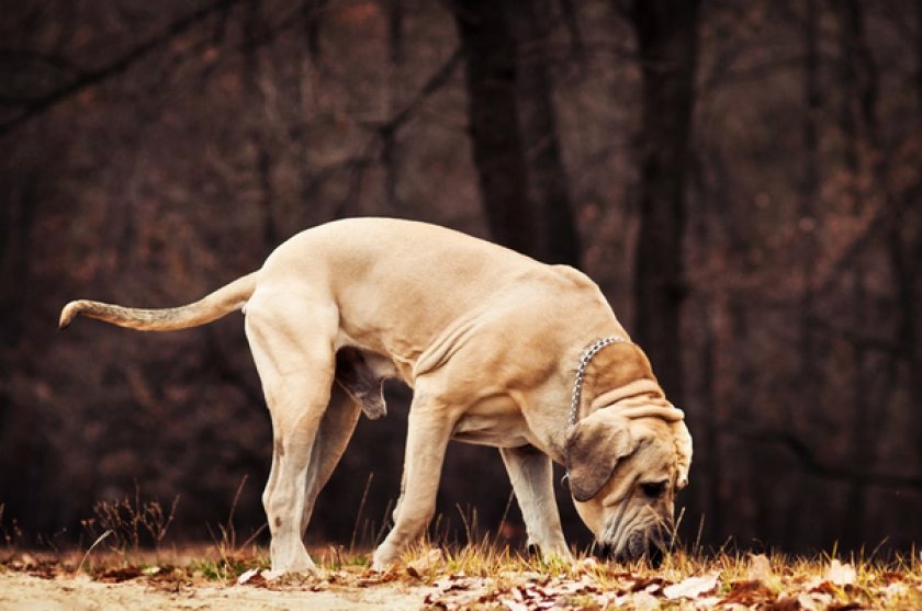 Бразильский фила