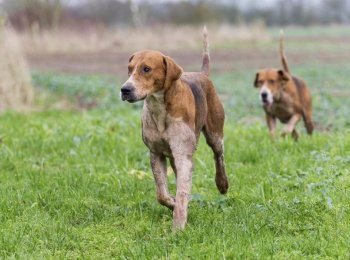 Популярные породы гончих собак с фото и описанием: как определиться с выбором