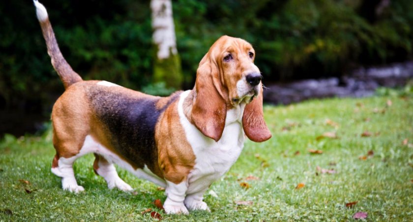 Бассет-хаунд