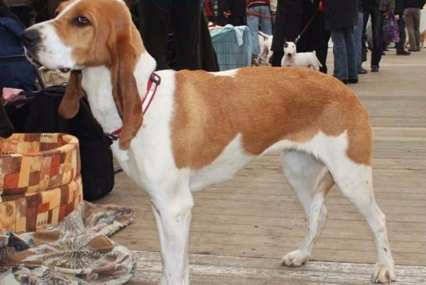 Малая швейцарская гончая