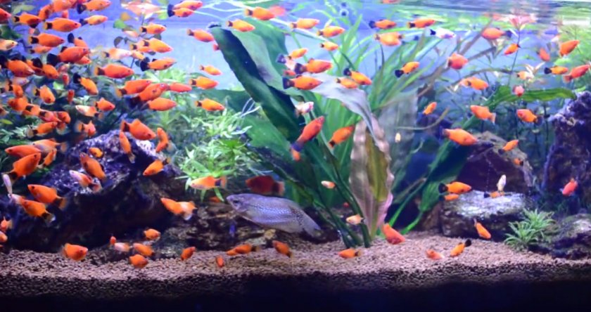 Пецилии Пецилии