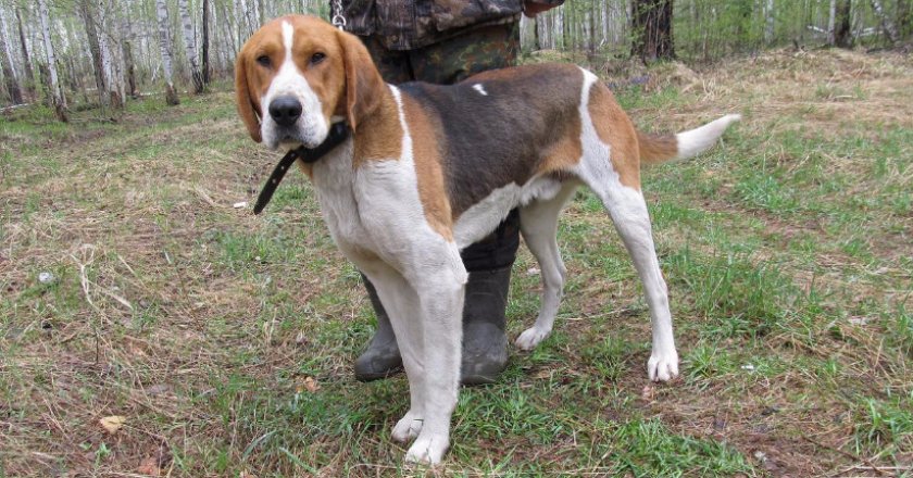 Русская пегая гончая