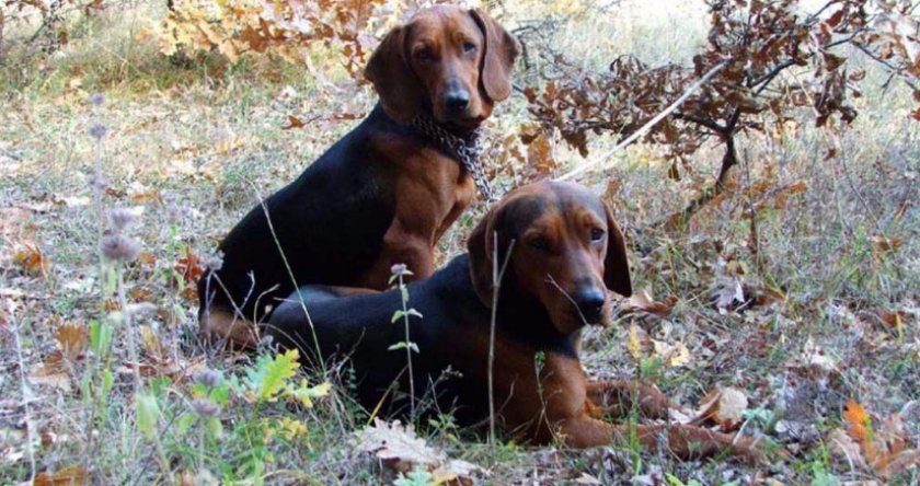 Сербская гончая