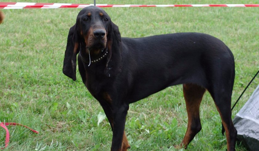 Черно-подпалый кунхаунд