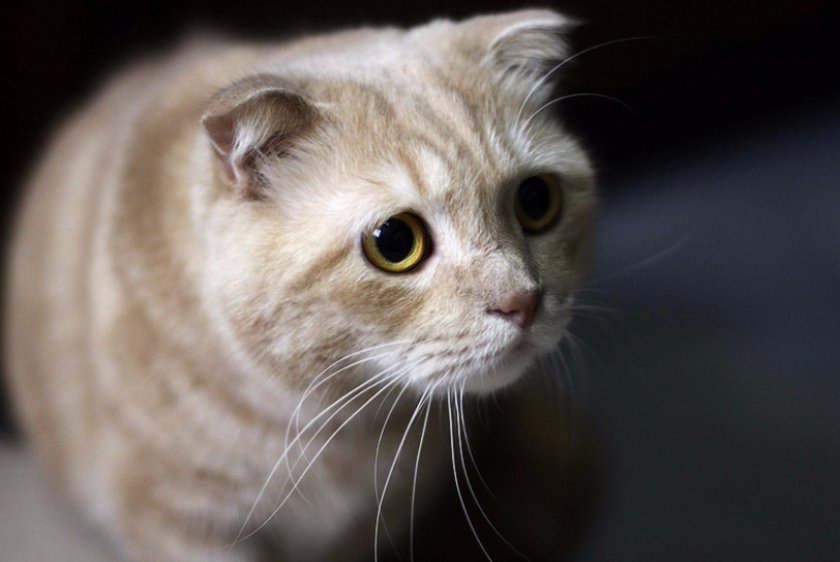 Кошка Кошка