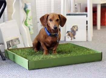 Как правильно и когда приучать щенка к туалету