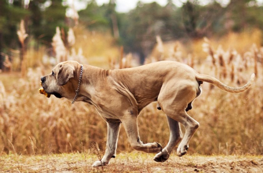 Фила бразилейро